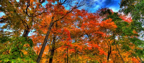 Autumn picuture-Paul Bica via flickr