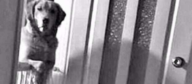 Filmagens mostravam que o cachorro observava o sono dos donos diariamente (Foto: Reprodução) Filmagens mostravam que o cachorro observava o sono dos donos diariamente (Foto: Reprodução)