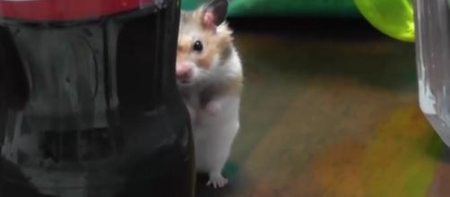 Popular hamsters hat can be kept as pets. - [Image Credit:MashupZone/YouTube]