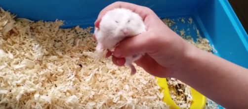 4 hamsters that died tragically. [Image Credit: Robert R/YouTube]