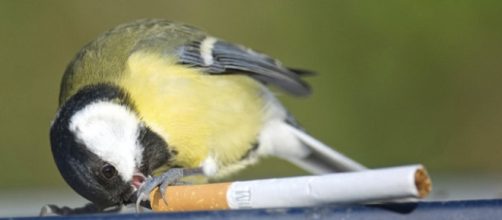 Alcuni uccelli usano scarti di sigarette per disinfestare i loro nidi