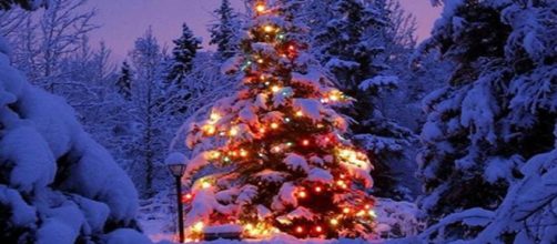 La tradizione dell'albero di Natale | News | Grechi Giardini - grechigiardini.it