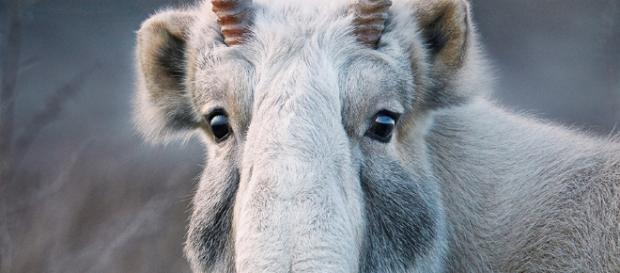 Saiga Tatarica, fotografia di Tim Flauch Saiga Tatarica, fotografia di Tim Flauch