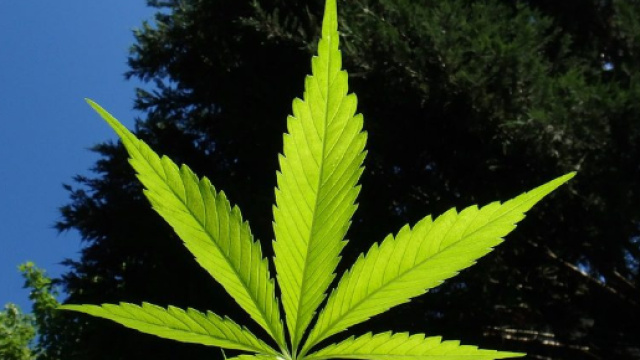 A Cagliari apre il negozio della cannabis.