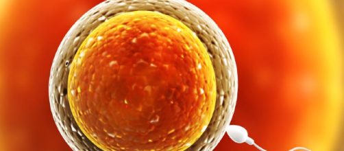 Cómo producir más cantidad y calidad de espermatozoides