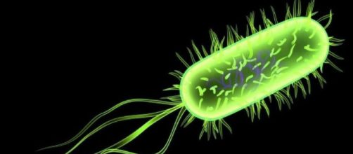 Escherichia coli (E. coli) célèbre bactérie peuplant nos intestins
