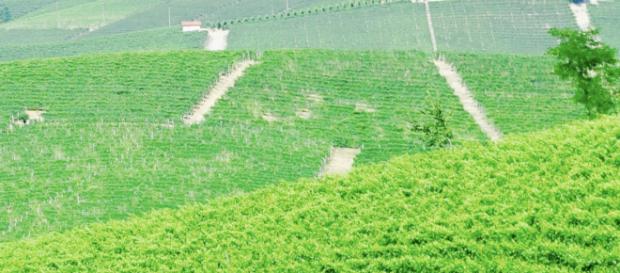 Vereint im Grün mit Lebensfrische Vereint im Grün mit Lebensfrische