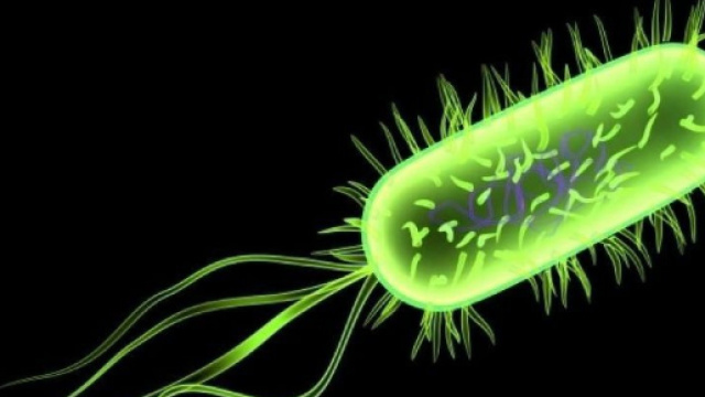 Escherichia coli (E. coli) célèbre bactérie peuplant nos intestins