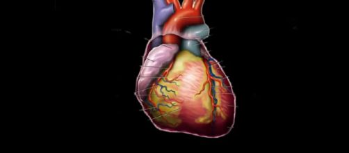 Human Heart - Image Source - Khan Academy | Wikimedia