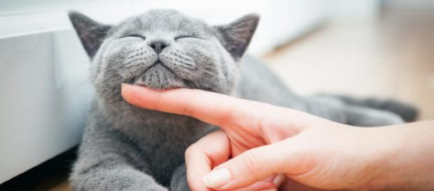 In Ucraina si cerca un 'accarezzatore di gatti'. In alcuni paesi del mondo questo è un vero lavoro. In Ucraina si cerca un 'accarezzatore di gatti'. In alcuni paesi del mondo questo è un vero lavoro.