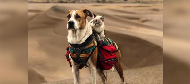 Henry and Baloo the traveling dog and cat duo Henry and Baloo the traveling dog and cat duo
