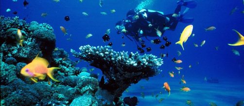 Coral reefs (Image credit – Jeaaanm, Wikimedia Commons)