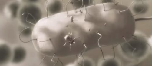 Sputnik destroys a large amoeba [Image via milos velja/YouTube screencap]