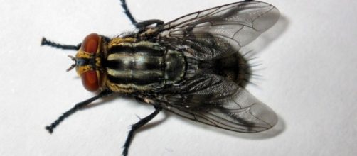 Una mosca, insetto appartenente alla famiglia dei Muscidi