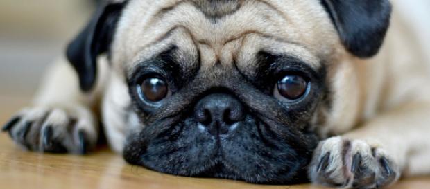 Mops - Atemnot und Co. ... - deine-tierwelt.de Mops - Atemnot und Co. ... - deine-tierwelt.de