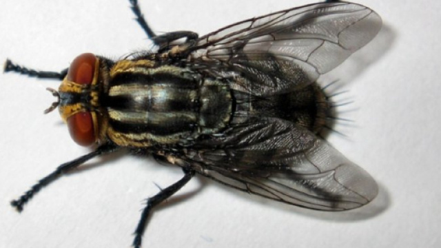 Una mosca, insetto appartenente alla famiglia dei Muscidi