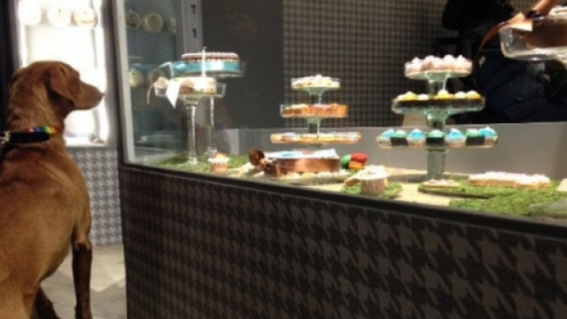 Inaugurata pasticceria per cani a Brescia.