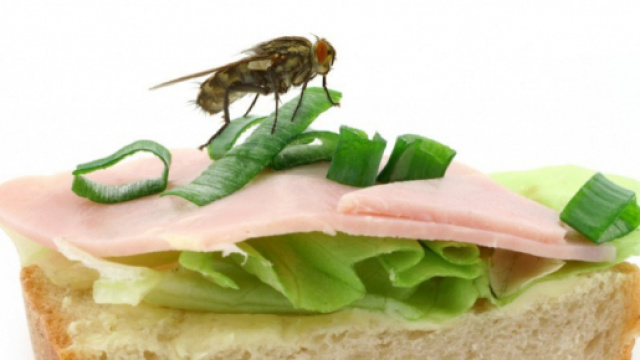 Mosche pericolose: dove si nasconde il problema