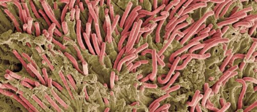 Fusobacterium nucleatum in microscopia.