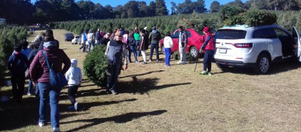 Familias enteras cortan su árbol de Navidad en Amecameca (Adrián Jiménez) Familias enteras cortan su árbol de Navidad en Amecameca (Adrián Jiménez)