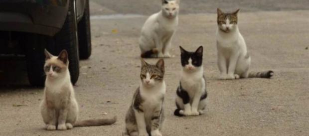 Gato de rua é suspeito de tentativa de homicídio. Gato de rua é suspeito de tentativa de homicídio.