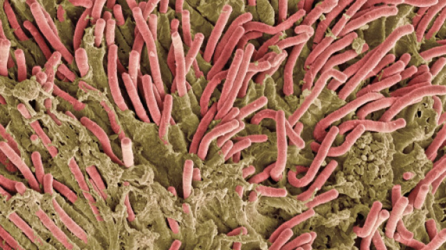 Fusobacterium nucleatum in microscopia.