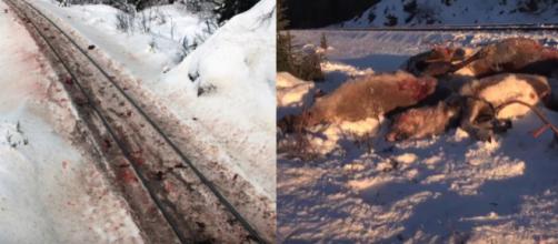 Bloodstained tracks and dead reindeer in Norway [Image credit: United News International/YouTube]
