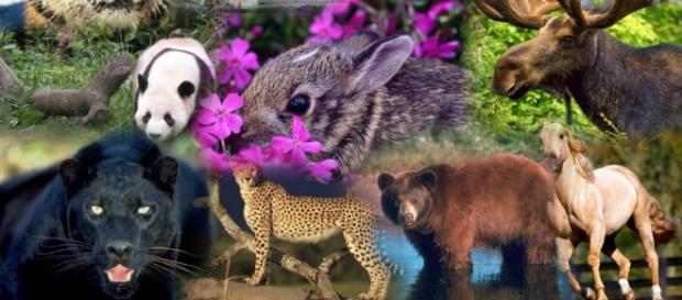 Los animales más increíbles que se encuentran en peligro de desaparecer del Planeta. Los animales más increíbles que se encuentran en peligro de desaparecer del Planeta.