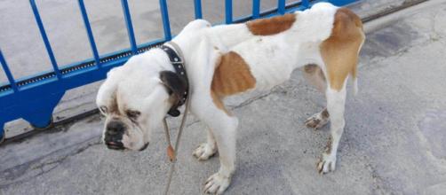 Un extronista, acusado de dejar morir de hambre a su perro en ... - diarioinformacion.com