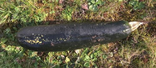 A sizeable zucchini was mistaken for an exploded WWII bomb in a German man's yard [Image courtesy Polizei Baden-Wurttemberg]