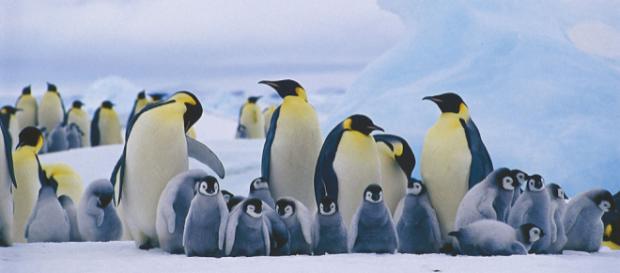 4 cose che forse non sapevi sugli animali 4 cose che forse non sapevi sugli animali