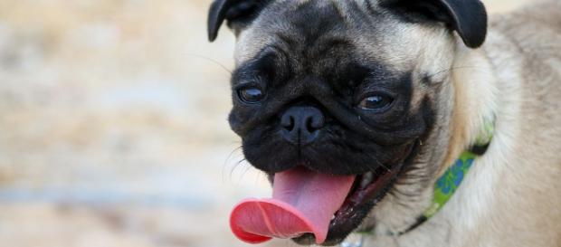 Cachorros também são pessoas segundo estudo Cachorros também são pessoas segundo estudo
