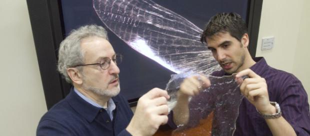 El caparazón de artrópodos para la producción de bioplástico El caparazón de artrópodos para la producción de bioplástico