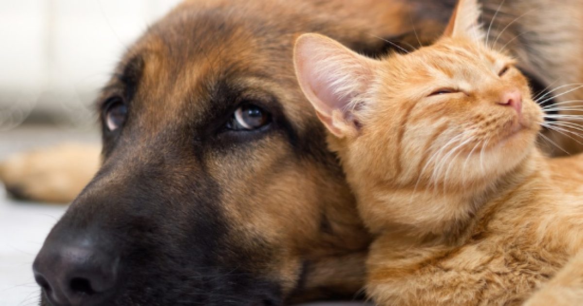 Cani e gatti a confronto, chi è il migliore? Ecco cosa dice la scienza 