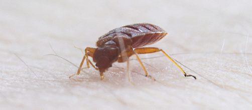 How to get rid of bed bugs without burning own your house [Image: commons.wikimedia.org]