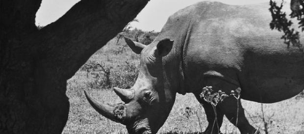 Africa 1958. Rinoceronte. Foto di Imer Guala Africa 1958. Rinoceronte. Foto di Imer Guala