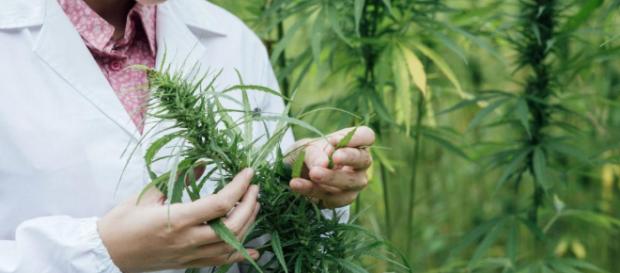 Marihuana medicinal para tratar enfermedades Marihuana medicinal para tratar enfermedades