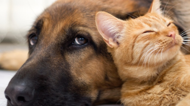 Cani e gatti: chi vince la sfida del più intelligente?