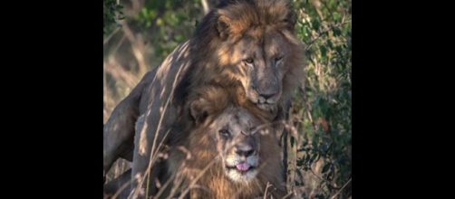 2 male lions were snapped mating, leading to Kenya's censor boss blaming gays [Image credit: United News International/YouTube]