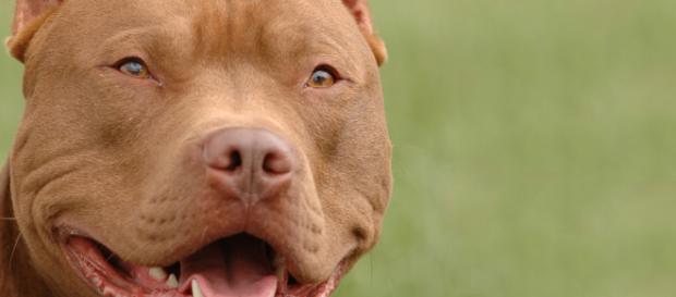 A raça de cão ideal para cada signo A raça de cão ideal para cada signo