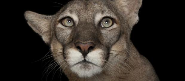 Joel Sartore: The man who takes studio photos of endangered ... - bbc.com Joel Sartore: The man who takes studio photos of endangered ... - bbc.com