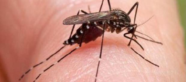 La Zanzara veicolo del parassita 'Plasmodium falciparum' La Zanzara veicolo del parassita 'Plasmodium falciparum'