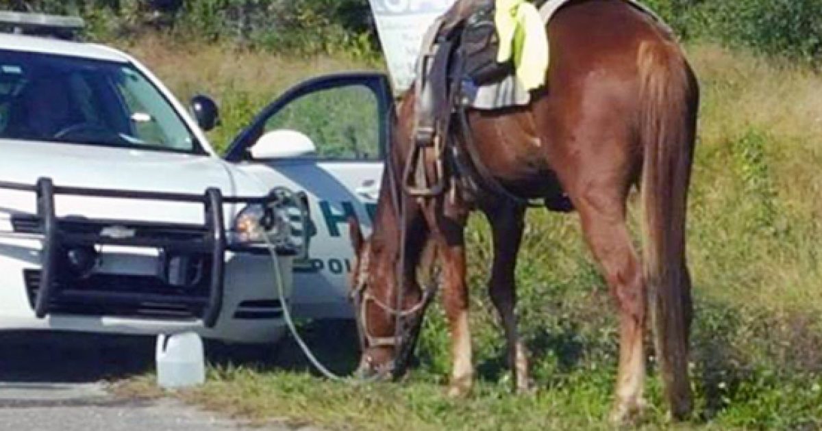 Florida woman arrested for riding a horse while drunk