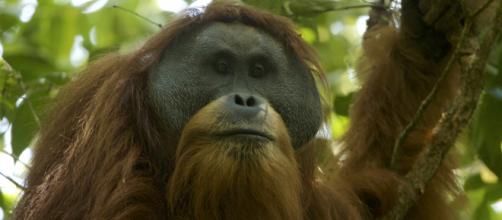 A Tapanuli orangutan via Wikimedia commons shot by Tim Laman