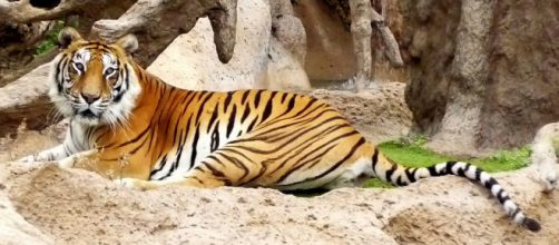 A Siberian tiger attacked a zookeeper who was saved by onlookers throwing things at it. [Image credit: Pixabay/CC0]