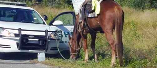 A woman was arrested for riding a horse while drunk [Image credit: Polk County Sheriff's Office]