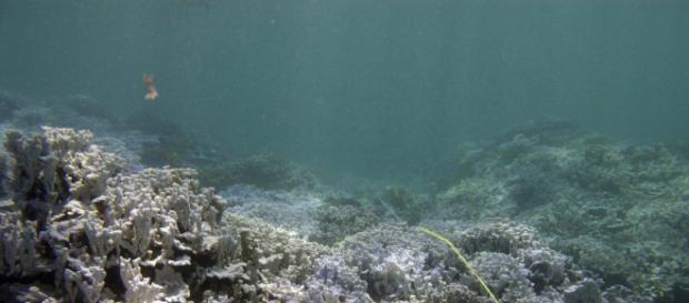 Papahānaumokuākea Marine National Monument via Flickr Papahānaumokuākea Marine National Monument via Flickr
