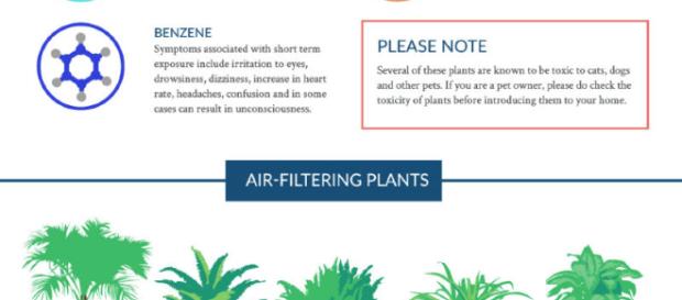 Plantas purificadoras del aire según la NASA Plantas purificadoras del aire según la NASA