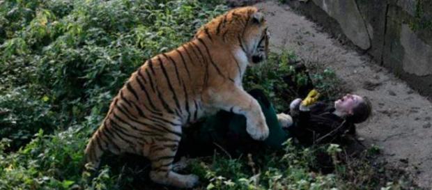 Tiger attackiert Pflegerin in russischem Zoo - bild.de Tiger attackiert Pflegerin in russischem Zoo - bild.de