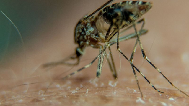 Sofia, morta di malaria a 4 anni. L'esperto: "Malattia debellata ... - fanpage.it